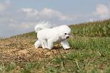 BICHON FRISE 140